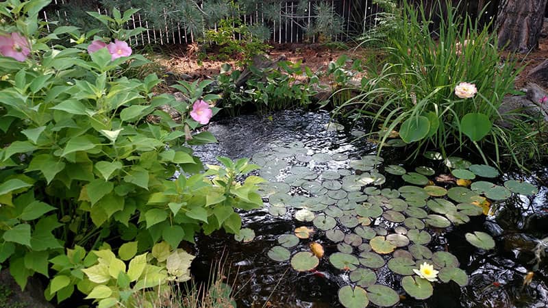 Pond-Treatment